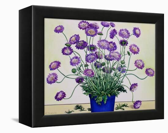 Scabious, 2019 (Watercolour on Paper)-Christopher Ryland-Framed Premier Image Canvas