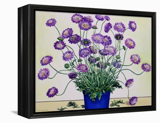 Scabious, 2019 (Watercolour on Paper)-Christopher Ryland-Framed Premier Image Canvas