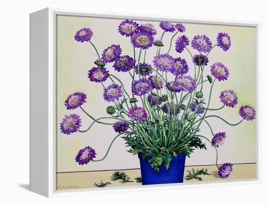 Scabious, 2019 (Watercolour on Paper)-Christopher Ryland-Framed Premier Image Canvas