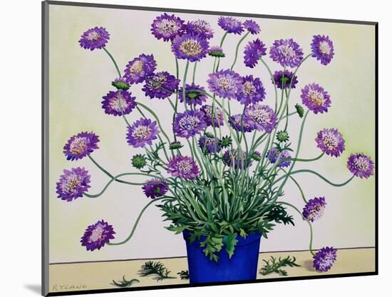 Scabious, 2019 (Watercolour on Paper)-Christopher Ryland-Mounted Giclee Print