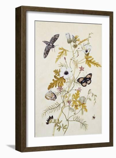 Scabious and a Cupid Flower-Thomas Robins Jr-Framed Giclee Print