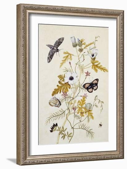 Scabious and a Cupid Flower-Thomas Robins Jr-Framed Giclee Print