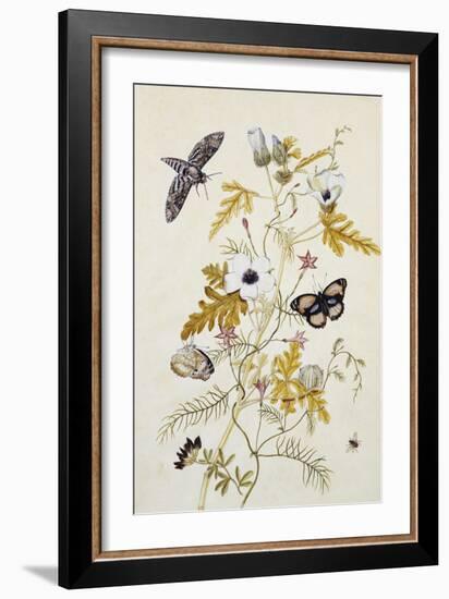 Scabious and a Cupid Flower-Thomas Robins Jr-Framed Giclee Print