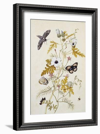 Scabious and a Cupid Flower-Thomas Robins Jr-Framed Giclee Print