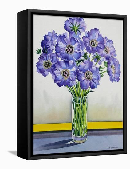 Scabious with Yellow Band-Christopher Ryland-Framed Premier Image Canvas