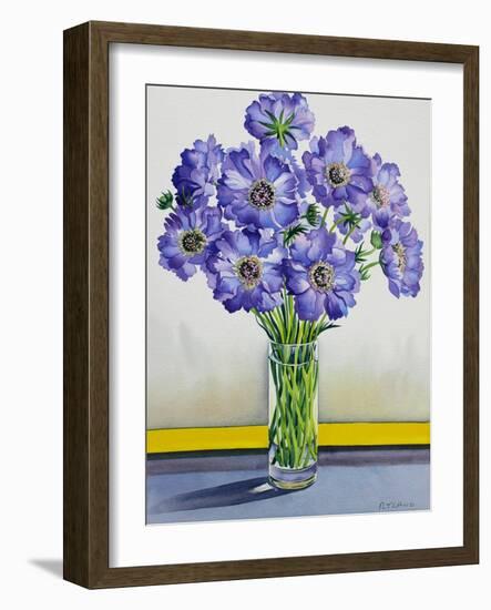 Scabious with Yellow Band-Christopher Ryland-Framed Giclee Print