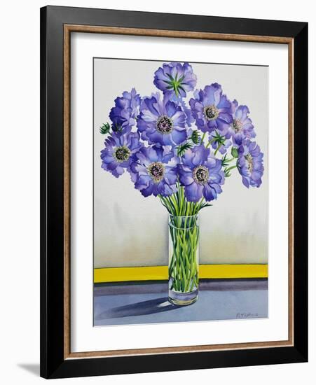 Scabious with Yellow Band-Christopher Ryland-Framed Giclee Print