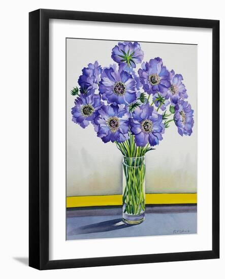 Scabious with Yellow Band-Christopher Ryland-Framed Giclee Print