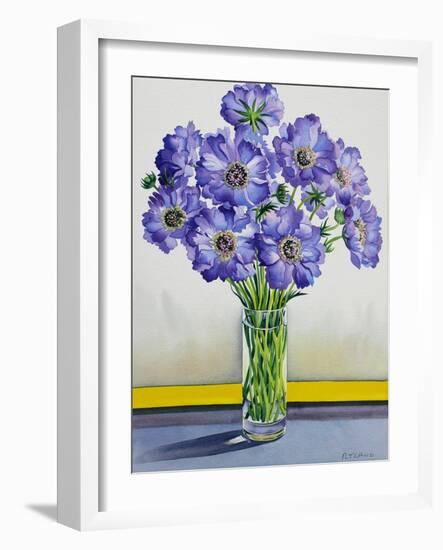 Scabious with Yellow Band-Christopher Ryland-Framed Giclee Print