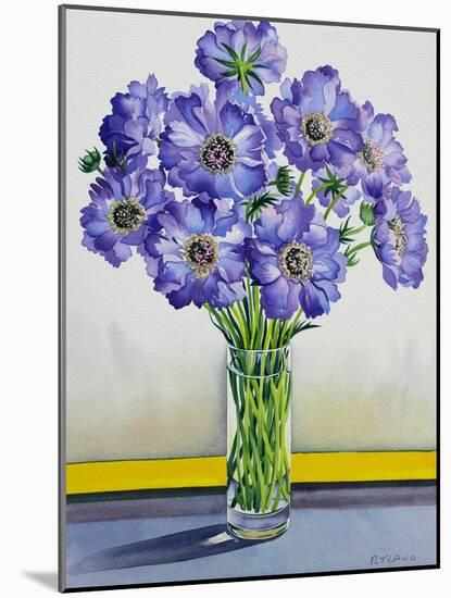 Scabious with Yellow Band-Christopher Ryland-Mounted Giclee Print