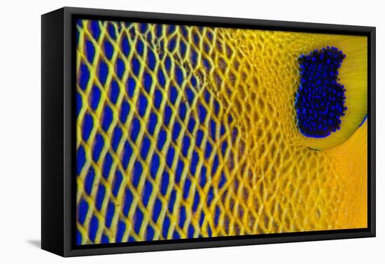 Scale details of a Yellow-mask angelfish, Maldives-Alex Mustard-Framed Premier Image Canvas