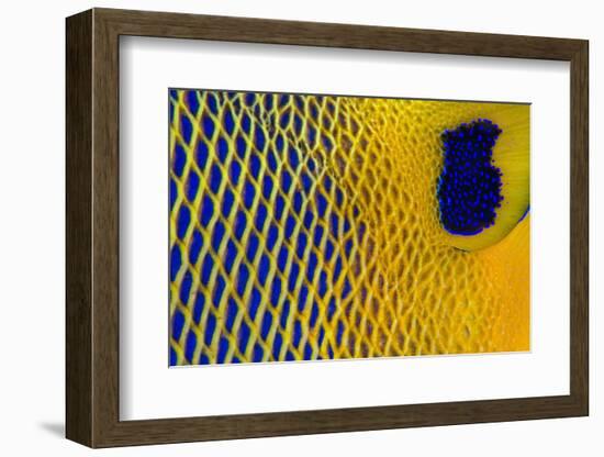 Scale details of a Yellow-mask angelfish, Maldives-Alex Mustard-Framed Photographic Print