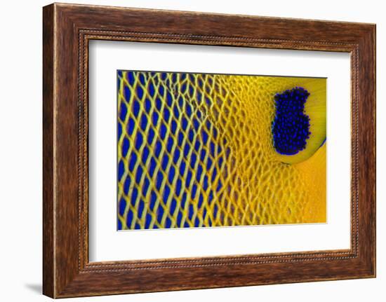 Scale details of a Yellow-mask angelfish, Maldives-Alex Mustard-Framed Photographic Print