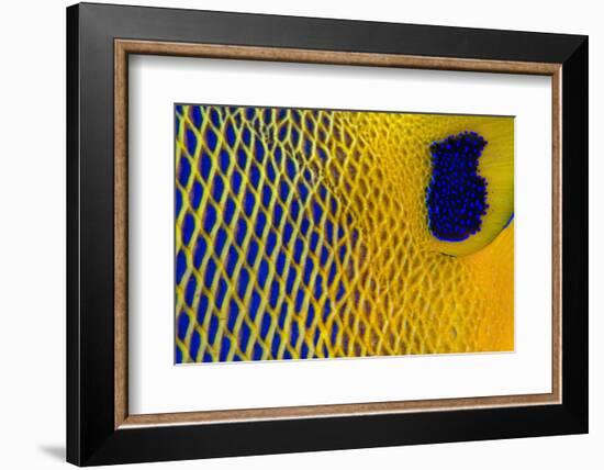 Scale details of a Yellow-mask angelfish, Maldives-Alex Mustard-Framed Photographic Print