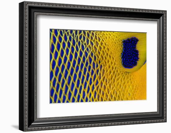 Scale details of a Yellow-mask angelfish, Maldives-Alex Mustard-Framed Photographic Print