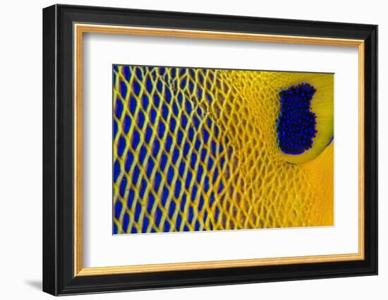 Scale details of a Yellow-mask angelfish, Maldives-Alex Mustard-Framed Photographic Print