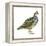 Scaled Quail (Callipepla Squamata), Birds-Encyclopaedia Britannica-Framed Stretched Canvas