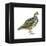 Scaled Quail (Callipepla Squamata), Birds-Encyclopaedia Britannica-Framed Stretched Canvas