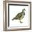 Scaled Quail (Callipepla Squamata), Birds-Encyclopaedia Britannica-Framed Art Print