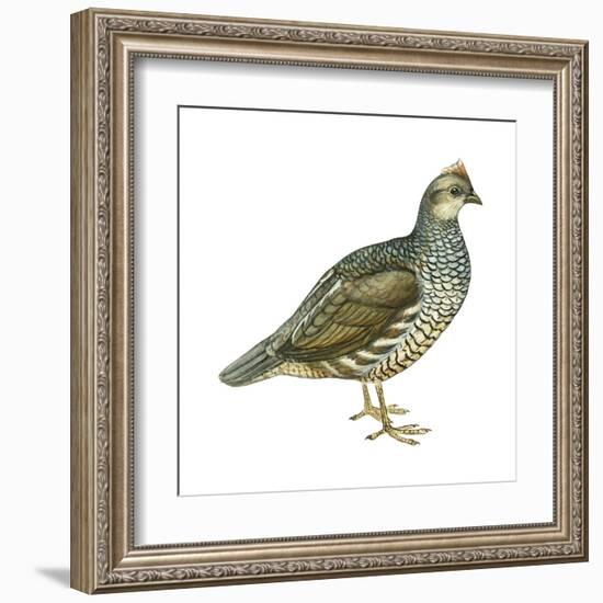 Scaled Quail (Callipepla Squamata), Birds-Encyclopaedia Britannica-Framed Art Print