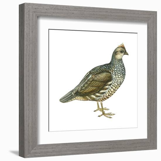 Scaled Quail (Callipepla Squamata), Birds-Encyclopaedia Britannica-Framed Art Print