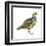 Scaled Quail (Callipepla Squamata), Birds-Encyclopaedia Britannica-Framed Art Print