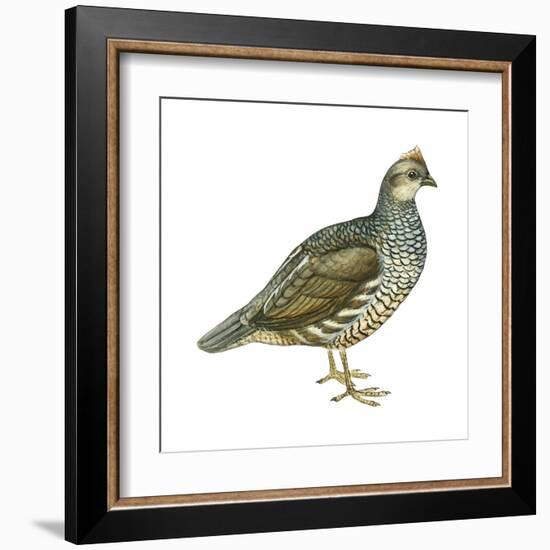 Scaled Quail (Callipepla Squamata), Birds-Encyclopaedia Britannica-Framed Art Print