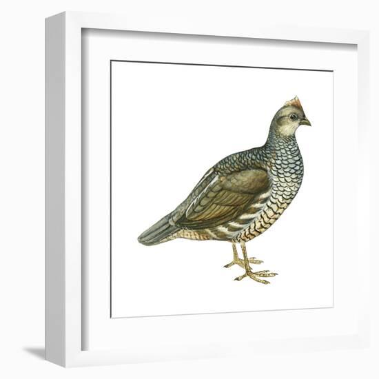 Scaled Quail (Callipepla Squamata), Birds-Encyclopaedia Britannica-Framed Art Print