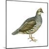 Scaled Quail (Callipepla Squamata), Birds-Encyclopaedia Britannica-Mounted Art Print