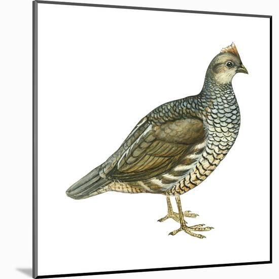 Scaled Quail (Callipepla Squamata), Birds-Encyclopaedia Britannica-Mounted Art Print