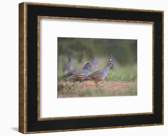 Scaled Quail (Callipepla squamata) covey feeding in grassland habitat-Larry Ditto-Framed Photographic Print