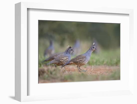 Scaled Quail (Callipepla squamata) covey feeding in grassland habitat-Larry Ditto-Framed Photographic Print