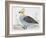 Scaled Quail (Callipepla Squamata), Odontophoridae-null-Framed Giclee Print