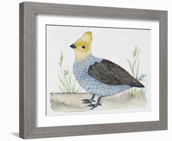 Scaled Quail (Callipepla Squamata), Odontophoridae-null-Framed Giclee Print