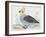 Scaled Quail (Callipepla Squamata), Odontophoridae-null-Framed Giclee Print