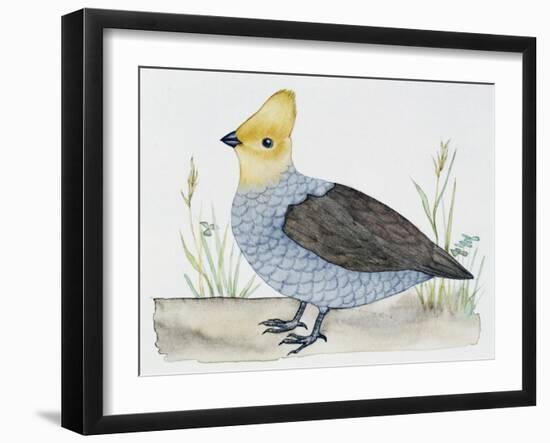 Scaled Quail (Callipepla Squamata), Odontophoridae-null-Framed Giclee Print