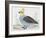 Scaled Quail (Callipepla Squamata), Odontophoridae-null-Framed Giclee Print