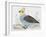 Scaled Quail (Callipepla Squamata), Odontophoridae-null-Framed Giclee Print