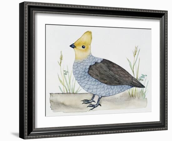 Scaled Quail (Callipepla Squamata), Odontophoridae-null-Framed Giclee Print