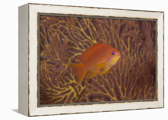 Scalefin Anthias Fish Beqa Lagoon, Fiji-Stocktrek Images-Framed Premier Image Canvas