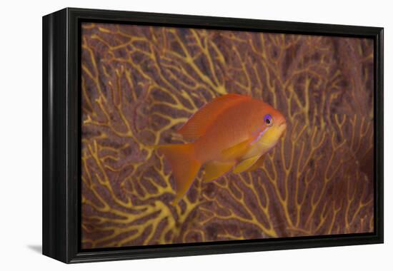 Scalefin Anthias Fish Beqa Lagoon, Fiji-Stocktrek Images-Framed Premier Image Canvas