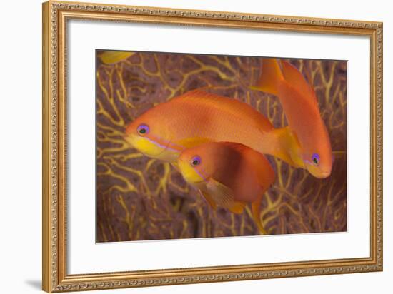 Scalefin Anthias Fish Beqa Lagoon, Fiji-Stocktrek Images-Framed Photographic Print