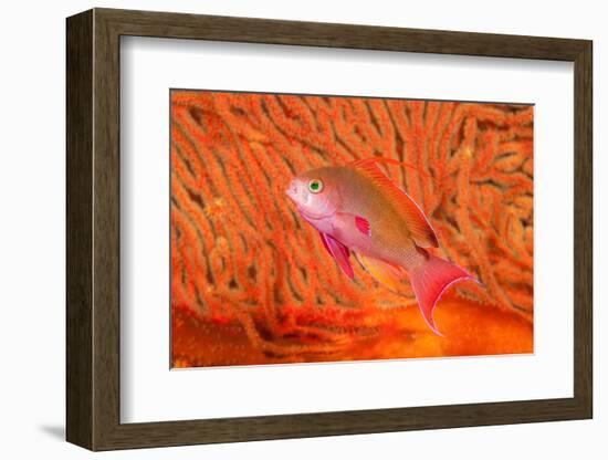 Scalefin anthias in front of a gorgonian sea fan, Fiji-David Fleetham-Framed Photographic Print