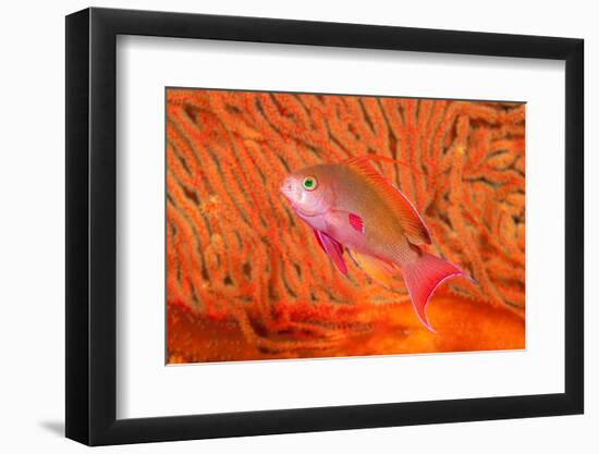 Scalefin anthias in front of a gorgonian sea fan, Fiji-David Fleetham-Framed Photographic Print