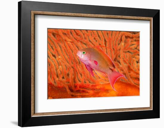 Scalefin anthias in front of a gorgonian sea fan, Fiji-David Fleetham-Framed Photographic Print