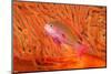 Scalefin anthias in front of a gorgonian sea fan, Fiji-David Fleetham-Mounted Photographic Print