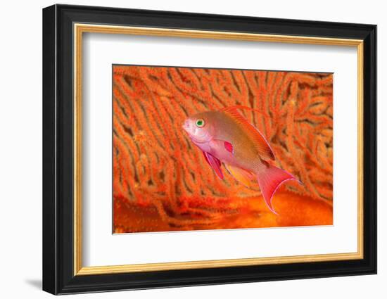 Scalefin anthias in front of a gorgonian sea fan, Fiji-David Fleetham-Framed Photographic Print