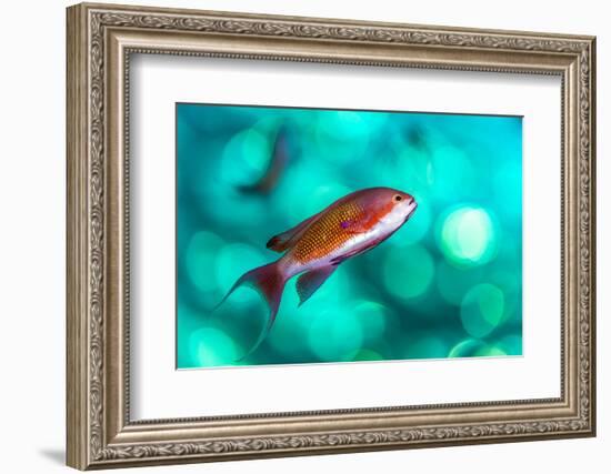 scalefin anthias male, swimming close to surface, egypt-alex mustard-Framed Photographic Print