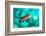 scalefin anthias male, swimming close to surface, egypt-alex mustard-Framed Photographic Print