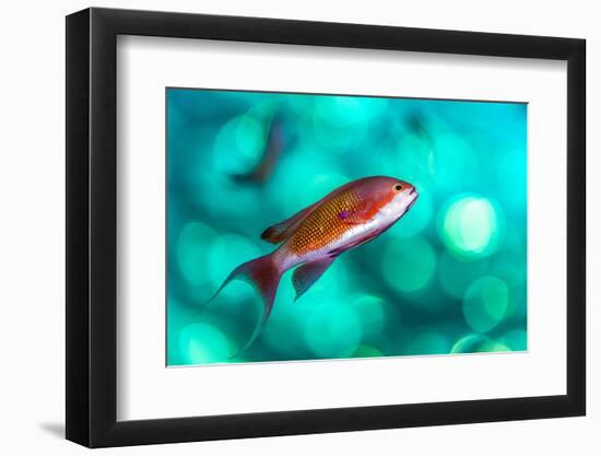 scalefin anthias male, swimming close to surface, egypt-alex mustard-Framed Photographic Print